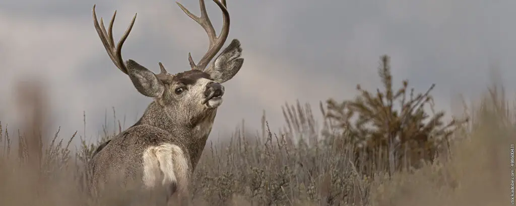 Can you hunt deer with air rifle in ohio?