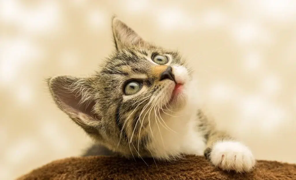 Can A Air Rifle Kill A Cat