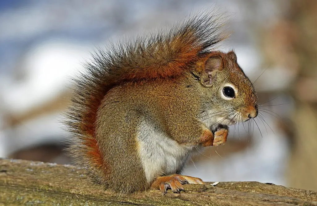 A small game hunting BB gun captures a red squirrel perched on a snowy log.